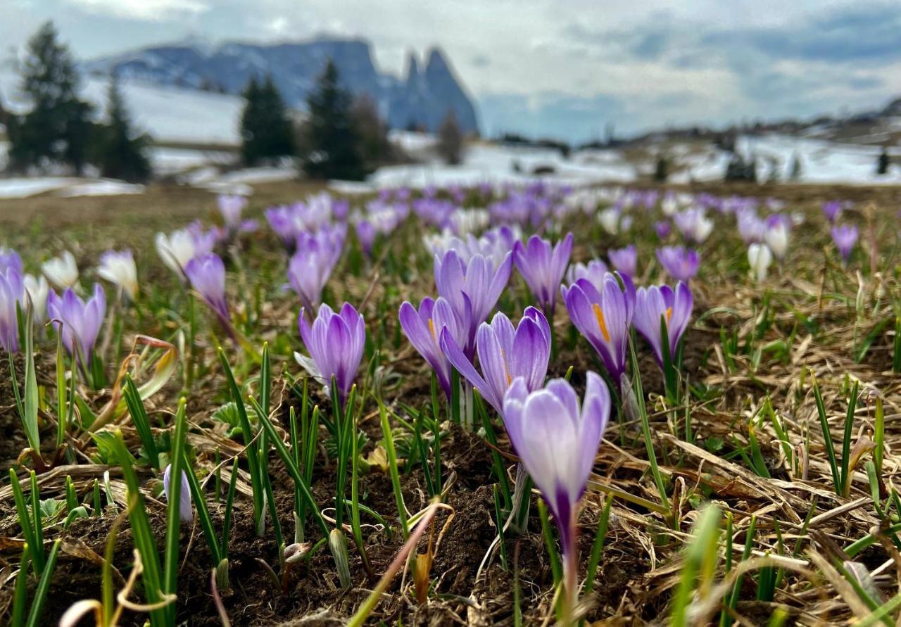 Cesa Vedla - Quite And Cozy Alpine Escape โอติเซ ภายนอก รูปภาพ